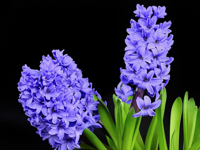 Scavenger Hunt for Spring Flowers 9 hyacinth, flowers