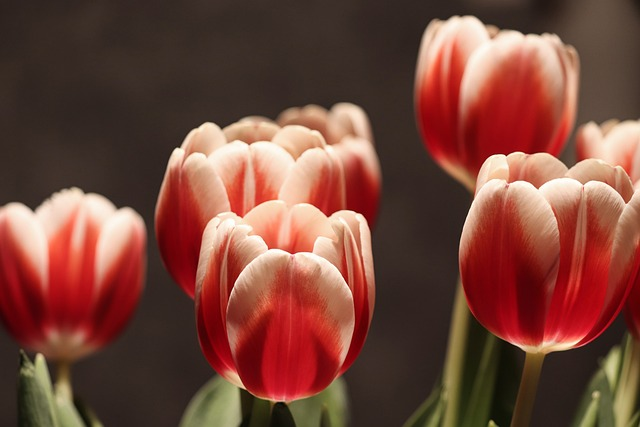 Scavenger Hunt for Spring Flowers 4 tulip flowers, plant tulips, half closed