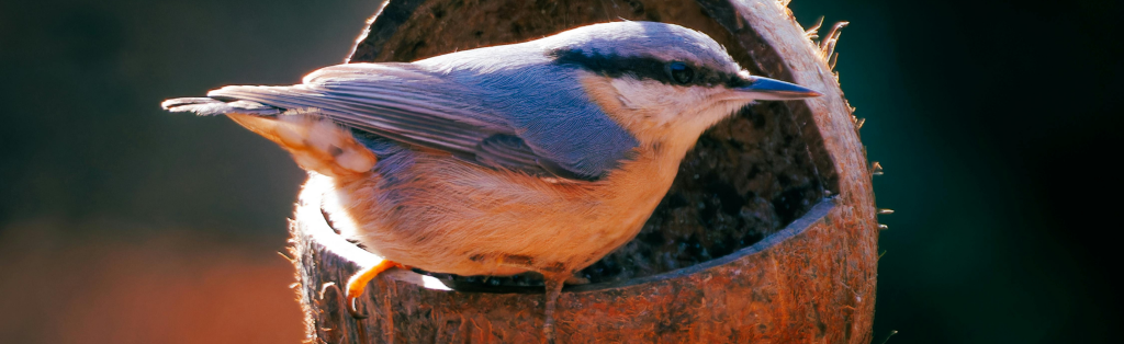 10 Ways Your Kids Can Grow a Green Thumb in Summer 6 feed the birds in your garden
