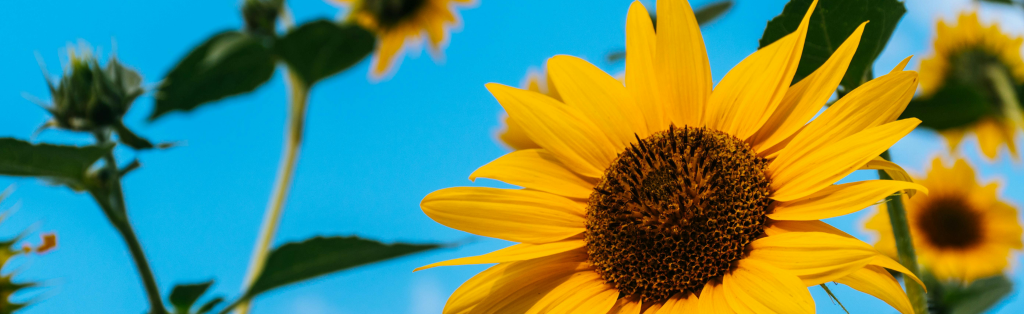 10 Ways Your Kids Can Grow a Green Thumb in Summer 2 growing sunflowers with your children