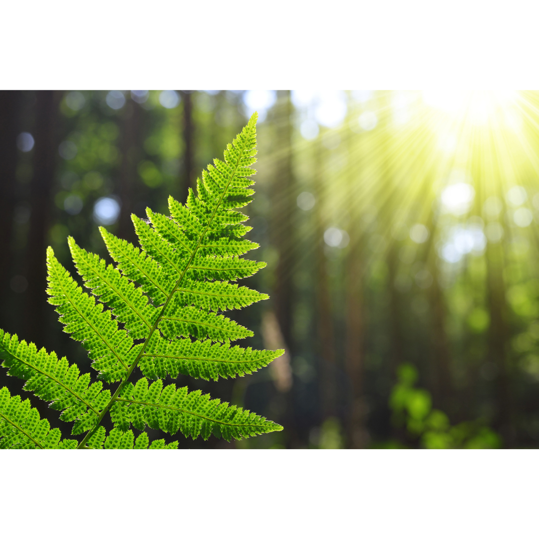 leaf held up against sun